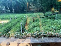 -野蔓果·山野菜(西湖景区·龙井茶田店)