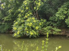 景点-红梅公园