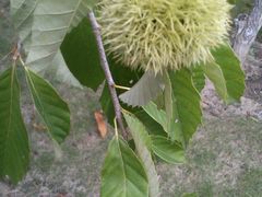 白塘生态植物园&nbsp;(12)-白塘生态植物园