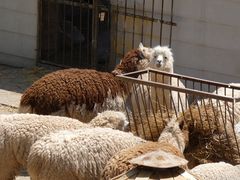 -青藏高原野生动物园