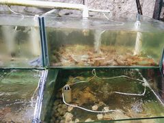 -同道蒸汽海鲜烧烤自助(刘庄夜市店)