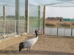 -盐城丹顶鹤湿地生态旅游区