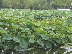 -前关湿地公园