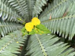 -国家植物园南园