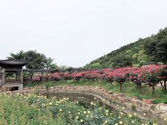 -龙寺生态园