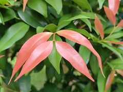 -荔枝公园(福田区)