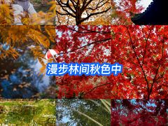 -秋霞圃