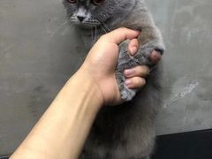 -PETKIT小佩宠物·低压洗护(国顺东路店)