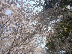 -陆家嘴中心绿地