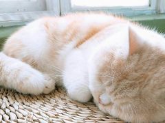 -猫猫幼稚园·撸猫·桌游·电玩