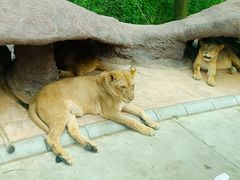 -北京野生动物园
