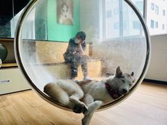 -Husky Go! 哈士奇体验馆·宠物咖啡厅狗咖