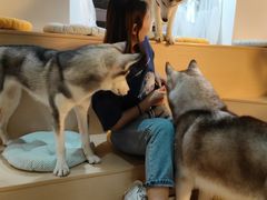 -Husky Go! 哈士奇体验馆·宠物咖啡厅狗咖
