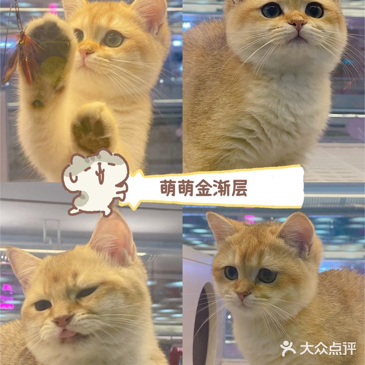 广州这里买猫最靠谱!ONLY CAT唯有猫名猫馆