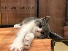 -袖虎·猫馆(体育西路店)