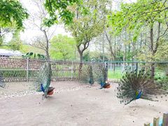 -东平国家森林公园
