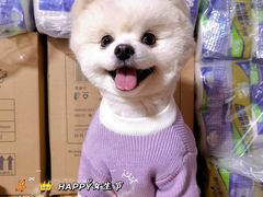 -熊小胖宠物生活馆(天华园店)