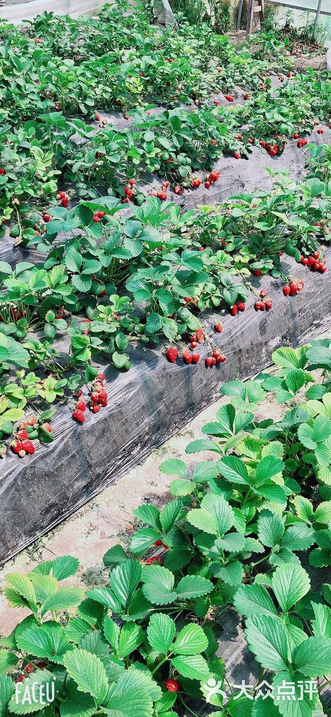 一一草莓园