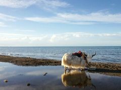 -青海湖国家重点风景名胜区