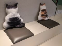 -飞行喵MR PILOT|猫舍·猫咖(静安大融城店)