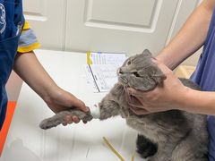 -伟伟宠物医院·CT影像中心·瑞派犬猫综合性门诊(汉口总院)