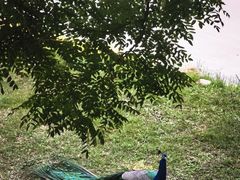 -北京麋鹿生态实验中心