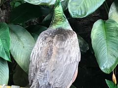-新加坡飞禽公园