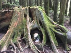 -阿里山神木遗迹