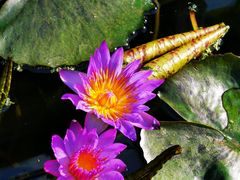 -国家植物园南园