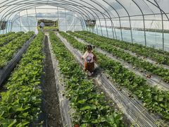 -喜杨洋草莓采摘园