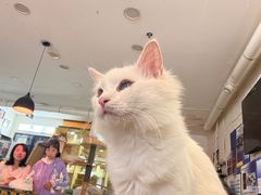 -平行世界·猫咖(首经贸店)