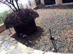 iphone_upload_pic-杭州君悦酒店