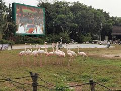 -广州长隆飞鸟乐园