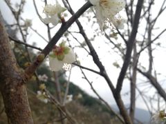 -广州市流溪河国家森林公园