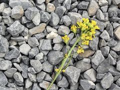 -汉长安城未央宫国家考古遗址公园