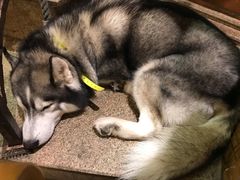 -more than meow吴止猫主题餐厅(承德 中船汇店)