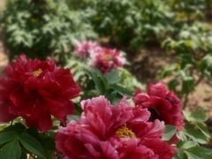-曹州百花园