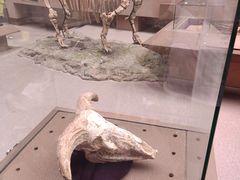 -陕西自然博物馆