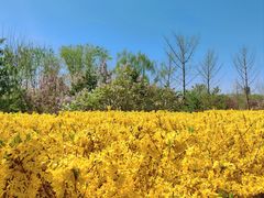 -永定河休闲森林公园