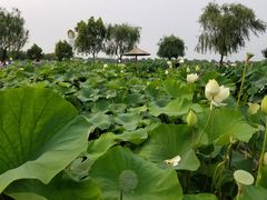-白洋淀景区