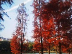 -飞来湖湿地公园