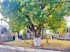 -桂花寨(北碚二店)