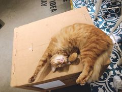 -Tempo Coffee(市二宮店)