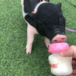 -萌宠亲子动物乐园(槐房万达店)