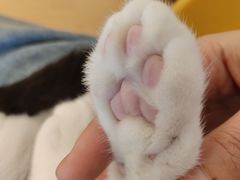 -有喵·猫咖·狗咖·30几只猫10只小狗(岗厦店)