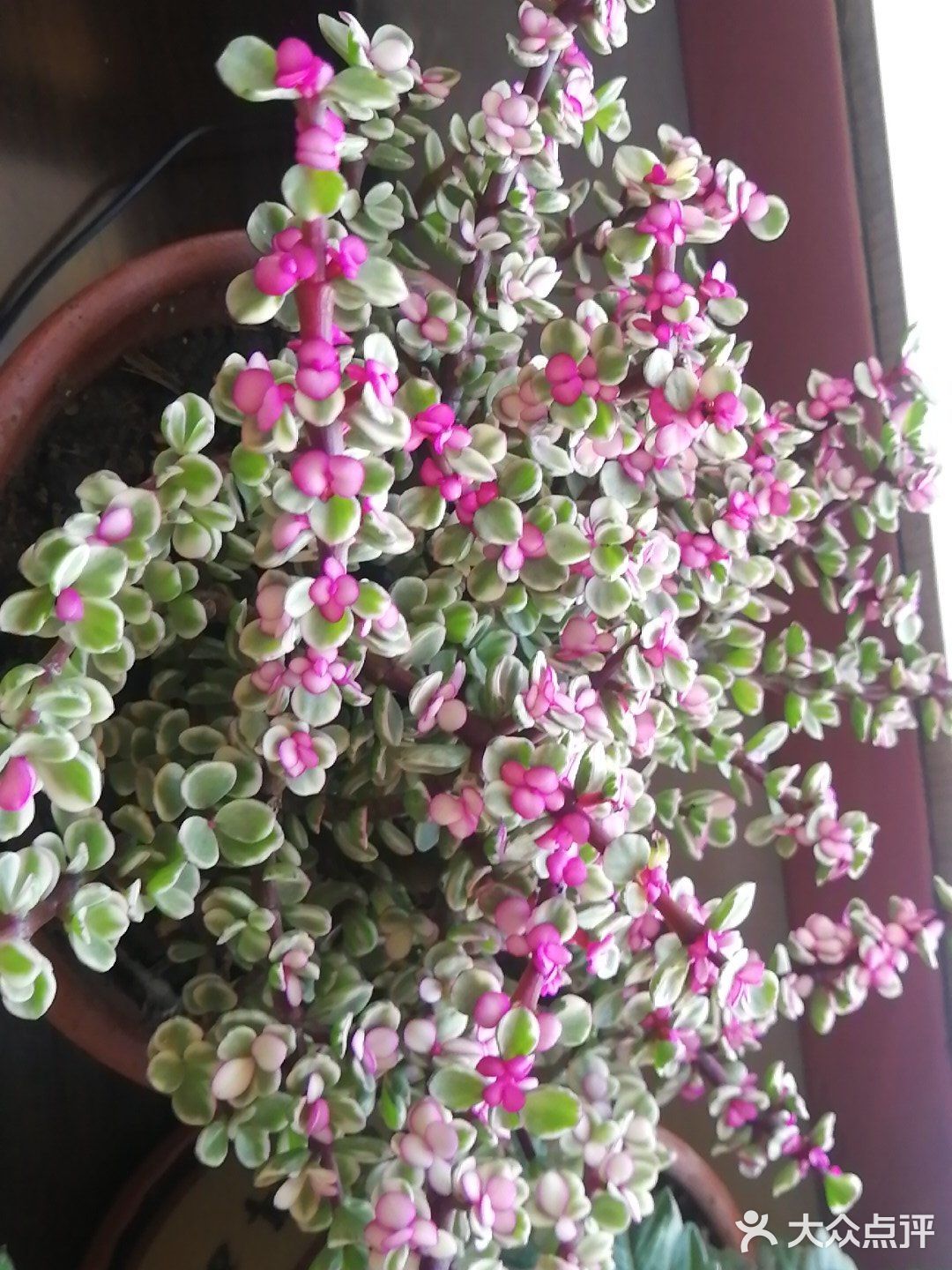 前段时间的多肉植物院子里的白玉兰花朵