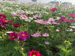 -海心沙亚运公园