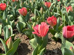 -玄武湖景区-情侣园游乐场