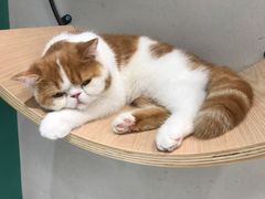 -飞行喵MR PILOT|猫舍·猫咖(静安大融城店)