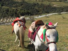 骑马-墨石公园景区